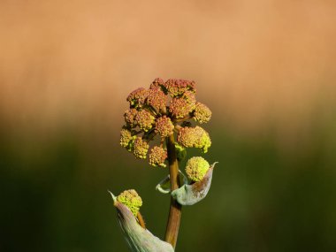 Bahar gündüz, kır çiçeği yakın çekim 