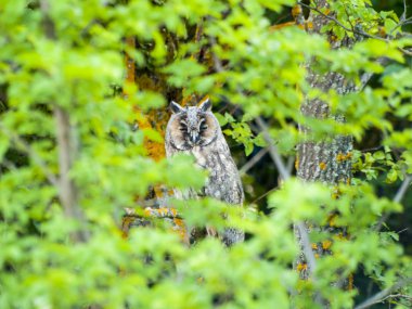 Gündüz ağaç üzerinde oturan baykuş yakın çekim 