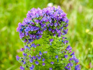 Alanda bahar yaban çiçekleri 