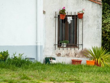Salamanca, İspanya'da çiçeklerle dekore edilmiş bina