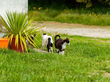 köyde yerli kediler