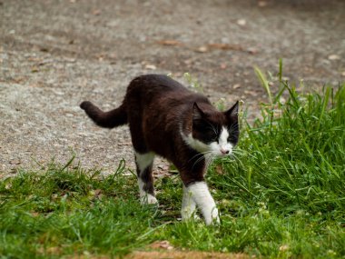açık havada kedi yürümekten yakın çekim 