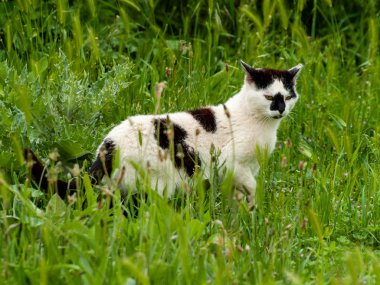 açık havada kedi yürümekten yakın çekim 