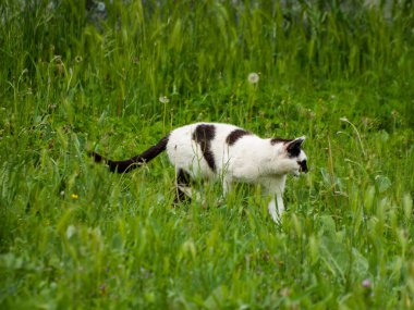açık havada kedi yürümekten yakın çekim 