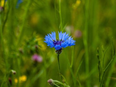 güzel yaz peygamber çiçeği yakın yukarı
