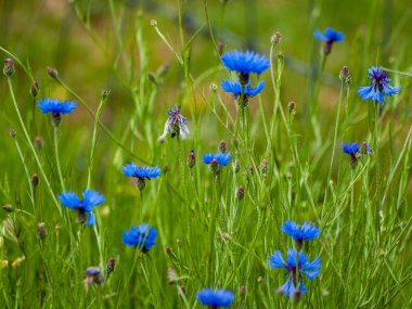 Alanda bahar yaban çiçekleri 