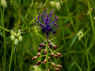 güzel çiçek açan yaz çiçeği yakın