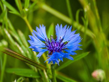 güzel yaz peygamber çiçeği yakın yukarı