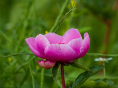 Pembe çiçek bahar açık havada yakın çekim 