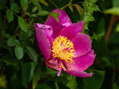 güzel çiçek açan yaz çiçeği yakın