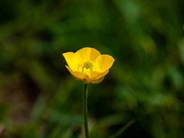 güzel çiçek açan yaz çiçeği yakın