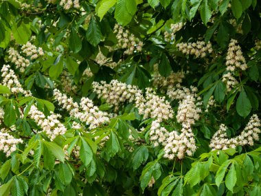 güzel çiçekaçan kestane ağacı yakın