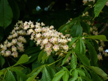 güzel çiçekaçan kestane ağacı yakın