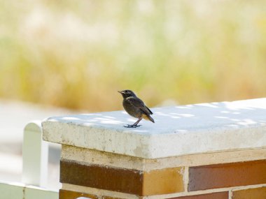 Kuşlar çitte oturuyor. 