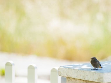 Kuşlar çitte oturuyor. 