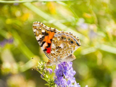 bahar üzerinde bir çiçek pollinating kelebek