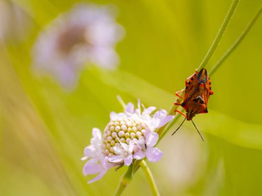 yaban çiçeği tomurcuk 