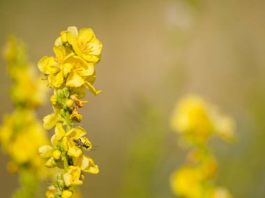 Alanda bahar yaban çiçekleri 