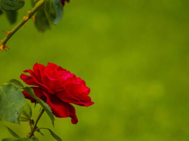 Güzel kırmızı gül çiçeği, yakından.