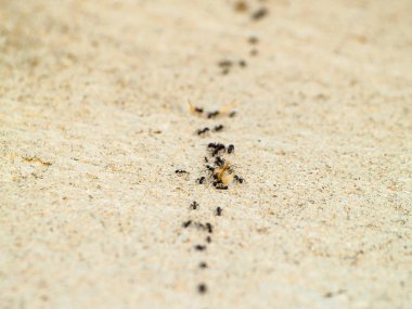 duvarda karıncalar, yakın