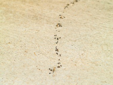 duvarda karıncalar, yakın