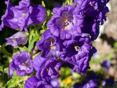 Bahar gündüz, kır çiçeği alan yakın çekim 