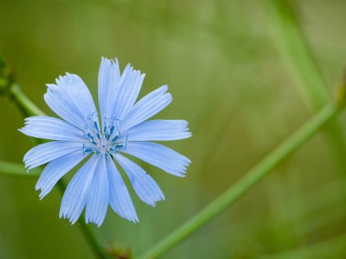 Bahar gündüz, kır çiçeği yakın çekim 