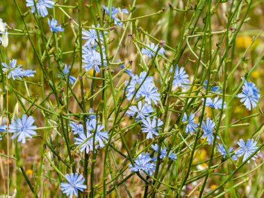 Bahar gündüz, kır çiçeği alan yakın çekim 