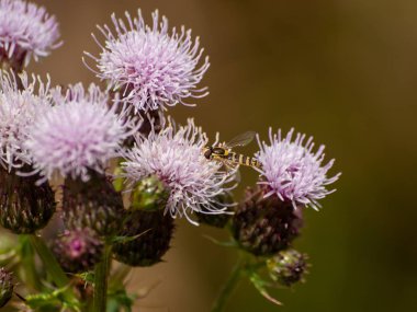 Bahar gündüz, kır çiçeği alan yakın çekim 