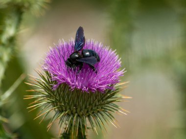 güzel çiçeklenme bitki üzerinde arı, yakın