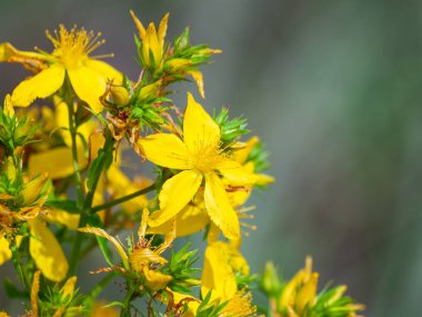 Bahar gündüz, kır çiçeği alan yakın çekim 