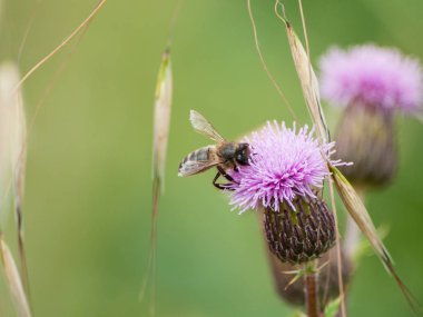 bahar üzerinde bir çiçek pollinating hata