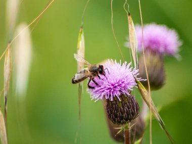 güzel çiçeklenme bitki üzerinde arı, yakın