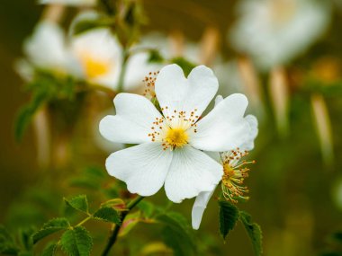 güzel çiçek açan yaz çiçekleri yakın