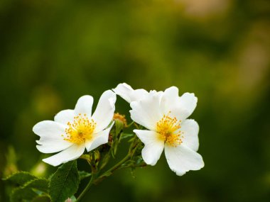 güzel çiçek açan yaz çiçekleri yakın