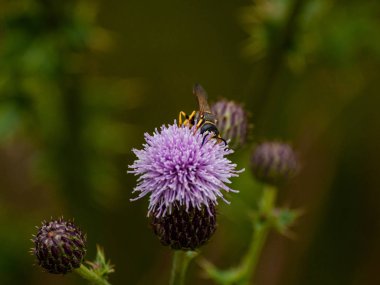 bahar üzerinde bir çiçek pollinating hata