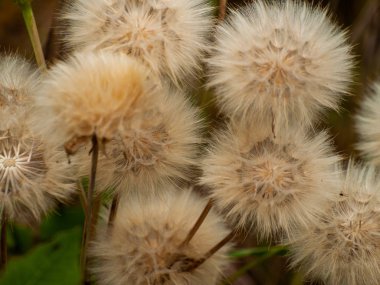 Bahar gündüz, kır çiçeği alan yakın çekim 