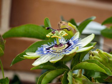 güzel yaz çiçek yakın çekim