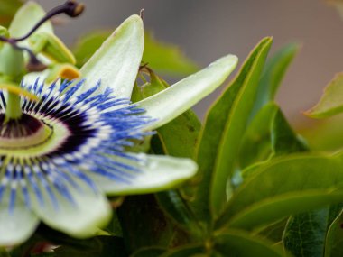 güzel yaz çiçek yakın çekim