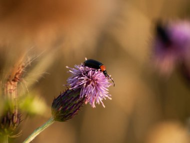 bahar üzerinde bir çiçek pollinating hata
