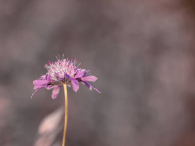 Bahar gündüz, kır çiçeği yakın çekim 