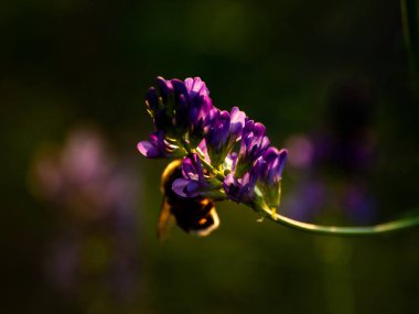 Bahar gündüz, kır çiçeği yakın çekim 