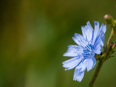 Bahar gündüz, kır çiçeği yakın çekim 