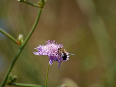 bahar üzerinde bir çiçek pollinating hata