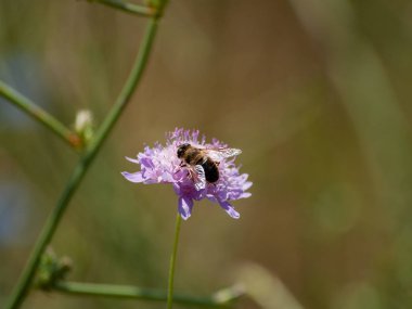 bahar üzerinde bir çiçek pollinating hata