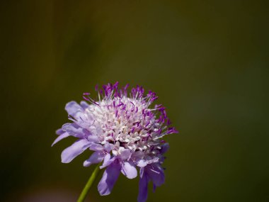 Bahar gündüz, kır çiçeği yakın çekim 