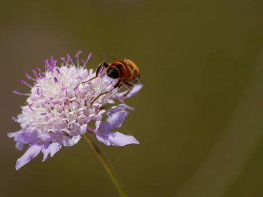 bahar üzerinde bir çiçek pollinating hata