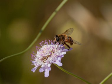 bahar üzerinde bir çiçek pollinating hata