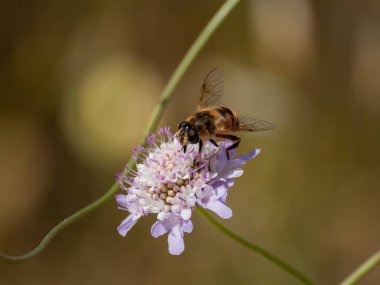 bahar üzerinde bir çiçek pollinating hata