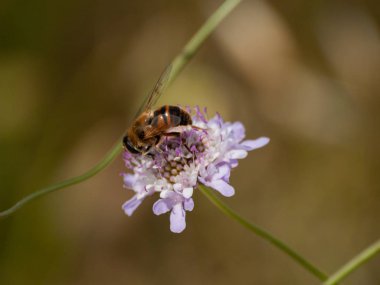 bahar üzerinde bir çiçek pollinating hata